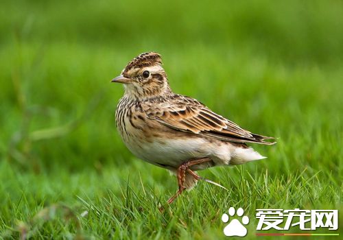 雲雀是什麼鳥 雲雀共有4個物種是一類鳴禽