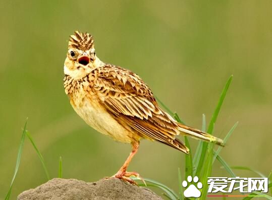 雲雀鳥的壽命 雲雀鳥的壽命一般是10年左右