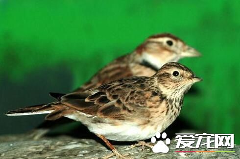 雲雀是什麼鳥 雲雀共有4個物種是一類鳴禽