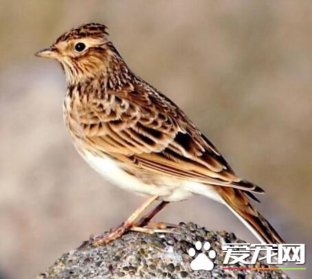雲雀鳥的壽命 雲雀鳥的壽命一般是10年左右