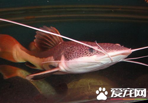 招財魚屬於熱帶魚嗎 招財魚是熱帶魚的一種
