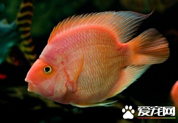 招財魚屬於熱帶魚嗎 招財魚是熱帶魚的一種