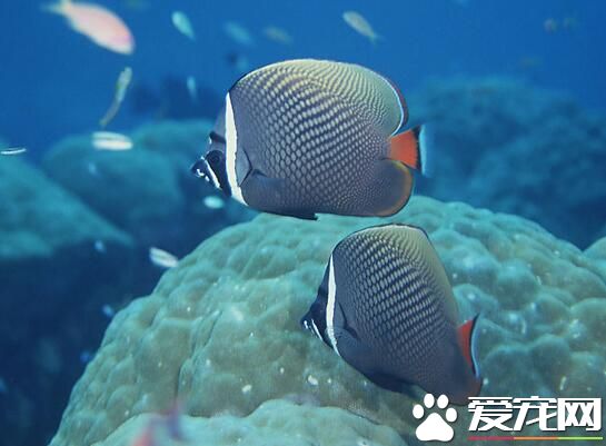招財魚屬於熱帶魚嗎 招財魚是熱帶魚的一種