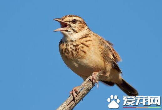 雲雀是什麼鳥 雲雀共有4個物種是一類鳴禽