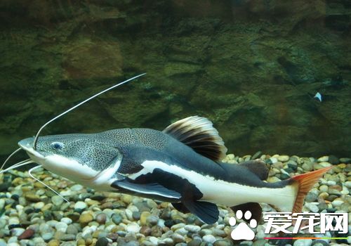 什麼熱帶魚最漂亮 推薦幾種漂亮的熱帶魚