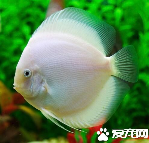 什麼熱帶魚最漂亮 推薦幾種漂亮的熱帶魚