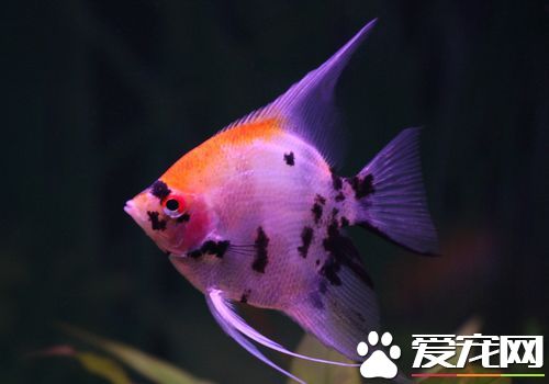 家庭怎樣養熱帶魚 家庭養熱帶魚用什麼樣的水