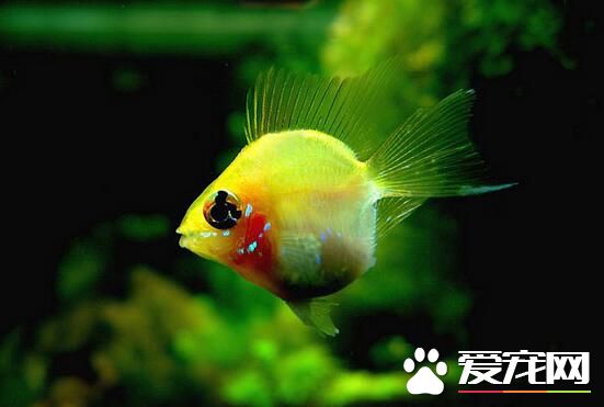 家庭怎樣養熱帶魚 家庭養熱帶魚用什麼樣的水