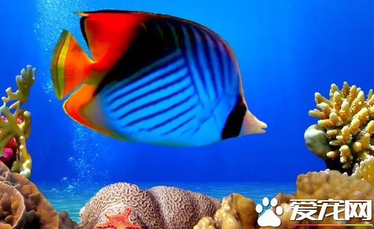 家庭怎樣養熱帶魚 家庭養熱帶魚用什麼樣的水