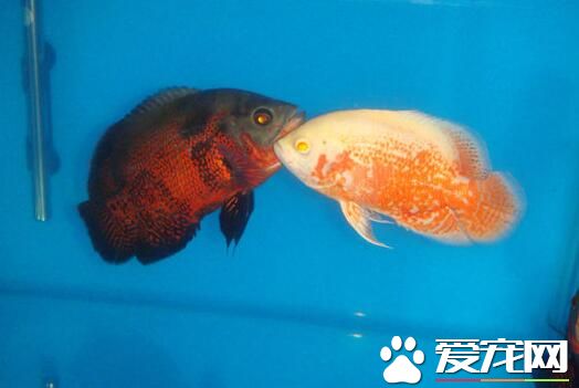 可以混養的熱帶魚 熱帶魚混養的注意事項