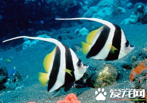 漂亮好養的熱帶魚 熱帶魚怎麼養才能成活