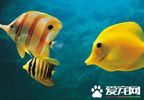 可以混養的熱帶魚 熱帶魚混養的注意事項