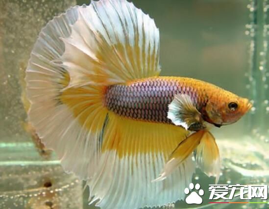 可以混養的熱帶魚 熱帶魚混養的注意事項
