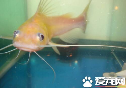 漂亮好養的熱帶魚 熱帶魚怎麼養才能成活