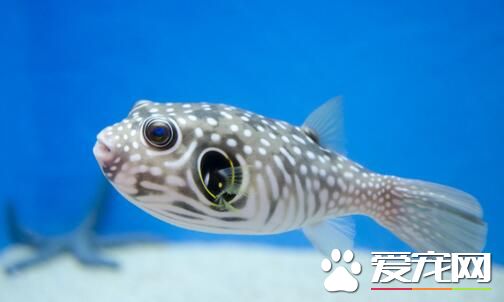 漂亮好養的熱帶魚 熱帶魚怎麼養才能成活