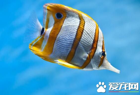 熱帶魚掉魚鱗怎麼辦 最主要的就是因為疾病