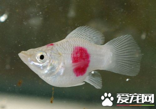 熱帶魚掉魚鱗怎麼辦 最主要的就是因為疾病