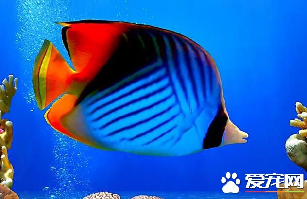 熱帶魚什麼最好養 新手養什麼熱帶魚