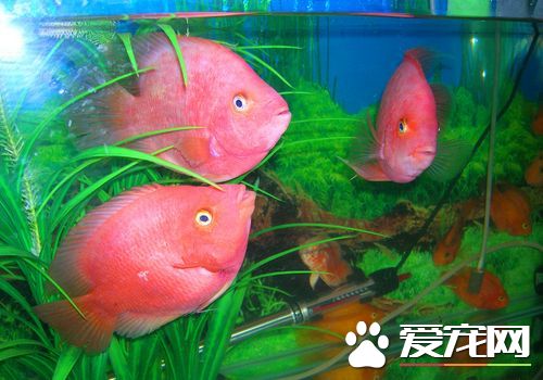 熱帶魚什麼最好養 新手養什麼熱帶魚