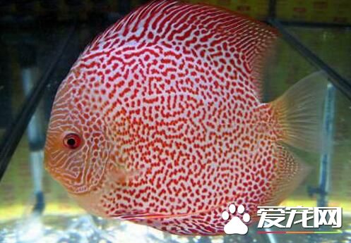 熱帶魚什麼最好養 新手養什麼熱帶魚