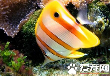 熱帶魚招財吃什麼 招財魚屬於是雜食性動物