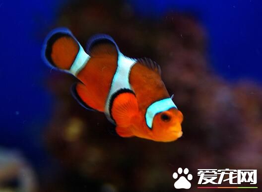 熱帶魚招財吃什麼 招財魚屬於是雜食性動物