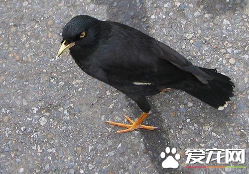 八哥吃什麼食物 八哥鳥屬於雜食性動物