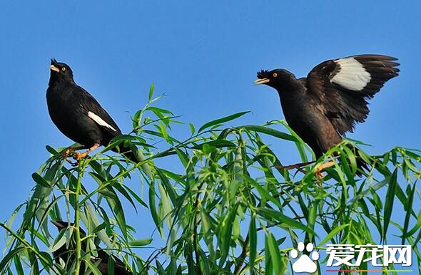 八哥好養嗎 八哥什麼時候開始養比較好
