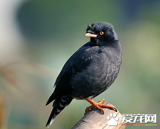 八哥吃什麼食物 八哥鳥屬於雜食性動物