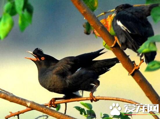 八哥吃什麼食物 八哥鳥屬於雜食性動物