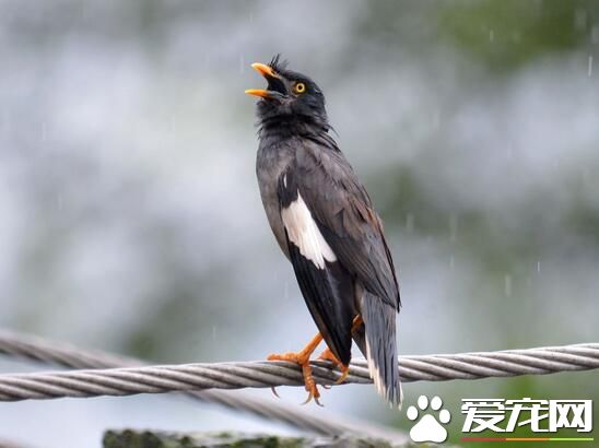 八哥好養嗎 八哥什麼時候開始養比較好