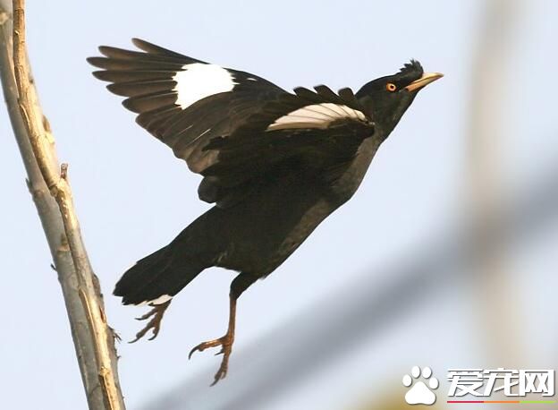 八哥和鹩哥的區別 鹩哥頭上有一黃色的肉錘