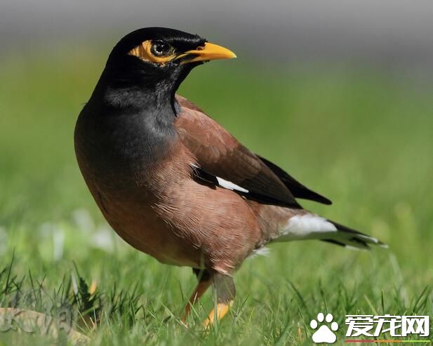八哥會說話嗎 八哥常常能模仿不同的聲音
