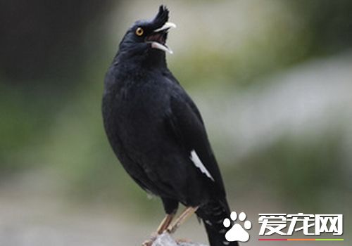 八哥會說話嗎 八哥常常能模仿不同的聲音