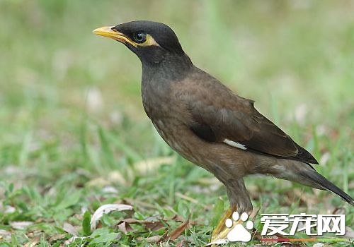 八哥為什麼會說話 八哥為什麼會模仿人說話