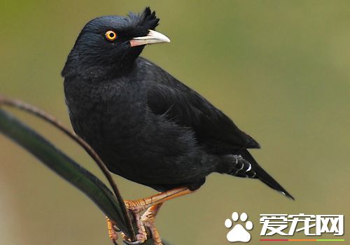八哥怕冷嗎 冬天飼養八哥鳥要注意什麼