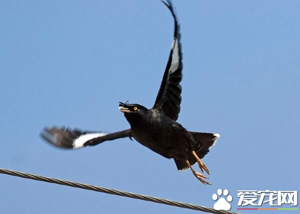 八哥怕冷嗎 冬天飼養八哥鳥要注意什麼
