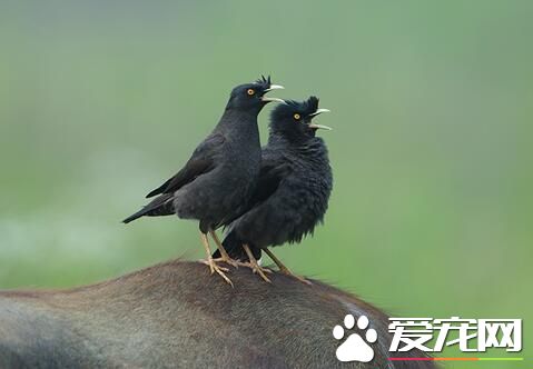 八哥為什麼會說話 八哥為什麼會模仿人說話
