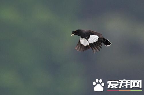 八哥怕冷嗎 冬天飼養八哥鳥要注意什麼