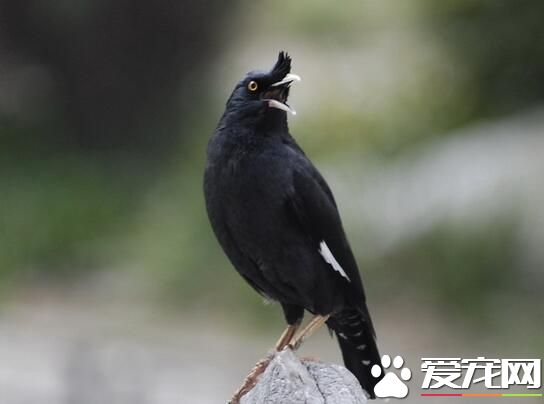 八哥怎麼分辨公母 最簡單鑒別八哥性別方法