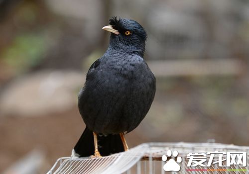 八哥怎麼分辨公母 最簡單鑒別八哥性別方法