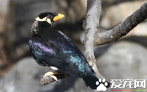 鹩哥和八哥的區別 鹩哥食料要求較細仔一些