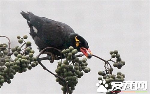 鹩哥怎麼才能說話 鹩哥學說話訓練注意事項