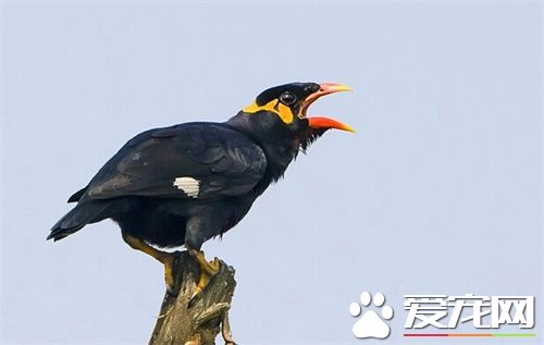 鹩哥和八哥的區別 鹩哥食料要求較細仔一些