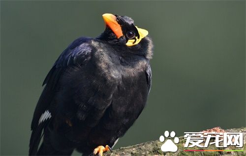 鹩哥怎麼才能說話 鹩哥學說話訓練注意事項