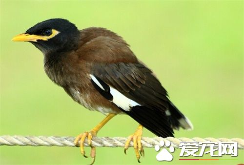 鹩哥的壽命 鹩哥一般壽命在10年左右