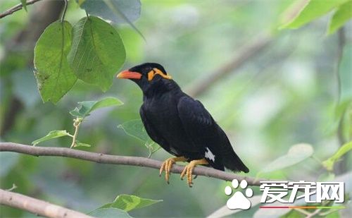 鹩哥的壽命 鹩哥一般壽命在10年左右