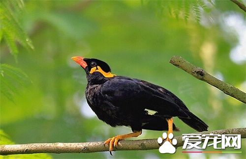 鹩哥怎麼才能說話 鹩哥學說話訓練注意事項