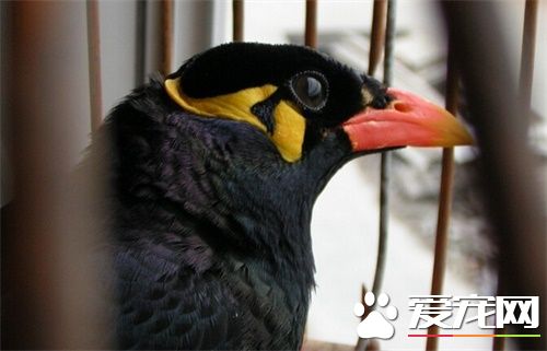 鹩哥和八哥哪個好 鹩哥和八哥各有什麼特點