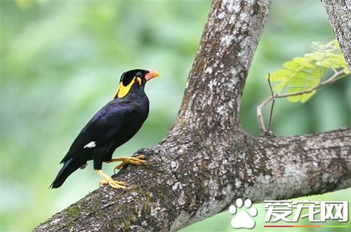 鹩哥和八哥哪個好 鹩哥和八哥各有什麼特點